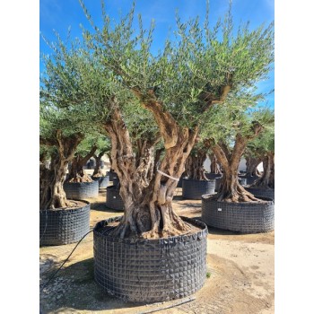 Olea tronco viejo selección circunf. 160/180 CTM
